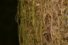 Pseudisothecium stoloniferum