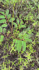Chamaecrista nictitans