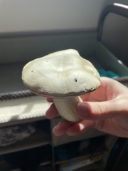 Leccinellum albellum