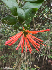 Tristerix corymbosus