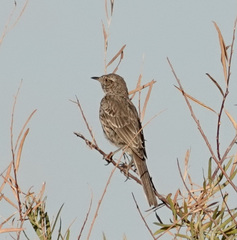 Oreoscoptes montanus