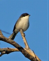 Microspingus melanoleucus