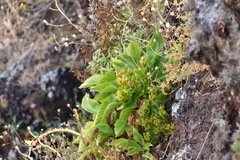 Musschia aurea