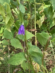 Campanula rapunculoides