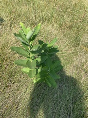 Asclepiadoideae