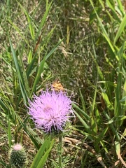 Cirsium discolor