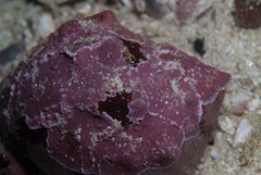 Leptophytum acervatum