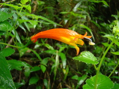 Siphocampylus longipedunculatus