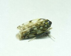 Eupteryx