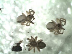 Minicia marginella