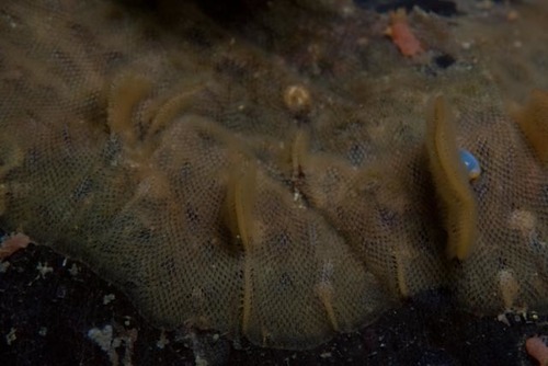 Calyptotheca nivea