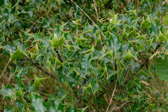 Ilex aquifolium
