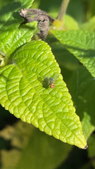 Condylostylus caudatus