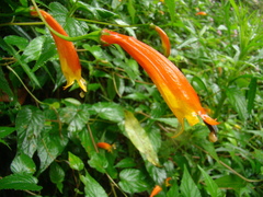 Siphocampylus longipedunculatus