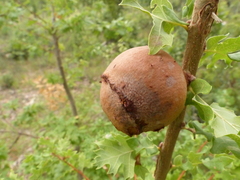 Andricus quercustozae