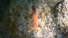 Tripterygion melanurus