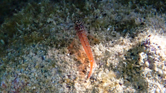 Tripterygion melanurus