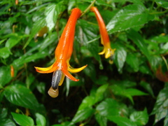 Siphocampylus longipedunculatus