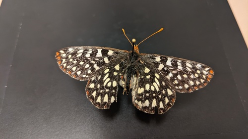 iNaturalist observation photo of Variable Checkerspot