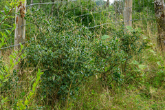 Ilex aquifolium