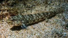 Gobius incognitus