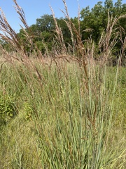 Sorghastrum