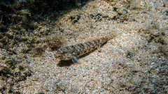 Gobius incognitus