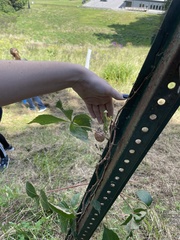 Parthenocissus quinquefolia