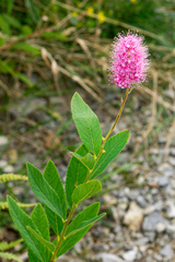 Spiraea pseudosalicifolia