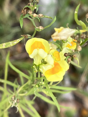 Linaria