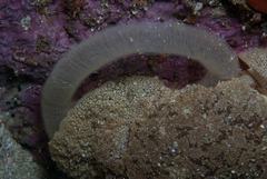 Pleurobranchaea bubala