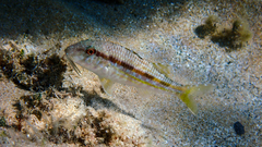 Mullus surmuletus