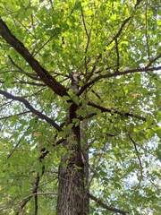Quercus laurifolia