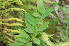 Spiraea pseudosalicifolia