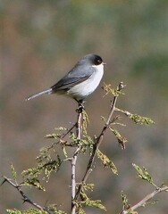 Microspingus melanoleucus