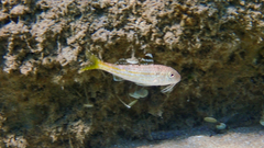 Mullus surmuletus