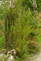 Spiraea pseudosalicifolia