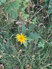 Heliopsis helianthoides