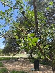 Dermatophyllum secundiflorum