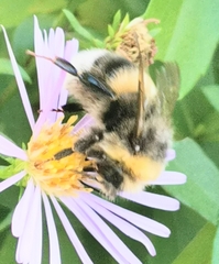 Bombus lucorum