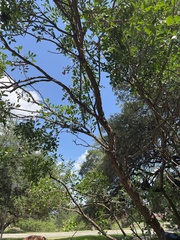 Dermatophyllum secundiflorum