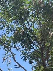 Dermatophyllum secundiflorum