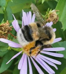 Bombus lucorum