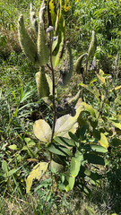 Asclepias syriaca