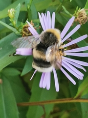 Bombus lucorum