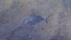 Diplodus sargus