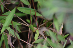 Homalodisca insolita