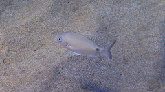 Diplodus sargus