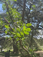 Dermatophyllum secundiflorum