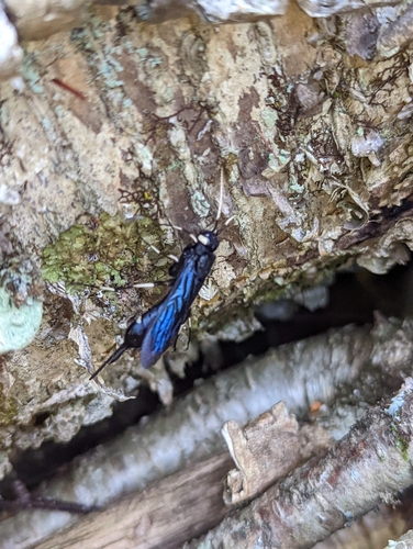 White-horned Horntail photo 5